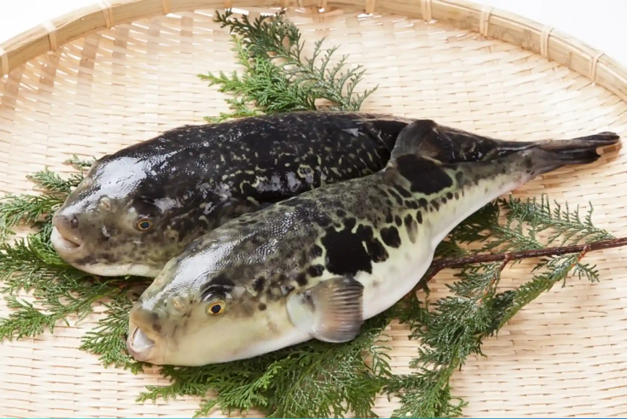 Hidden Secrets from United Fish Dubai Chefs by King Fish