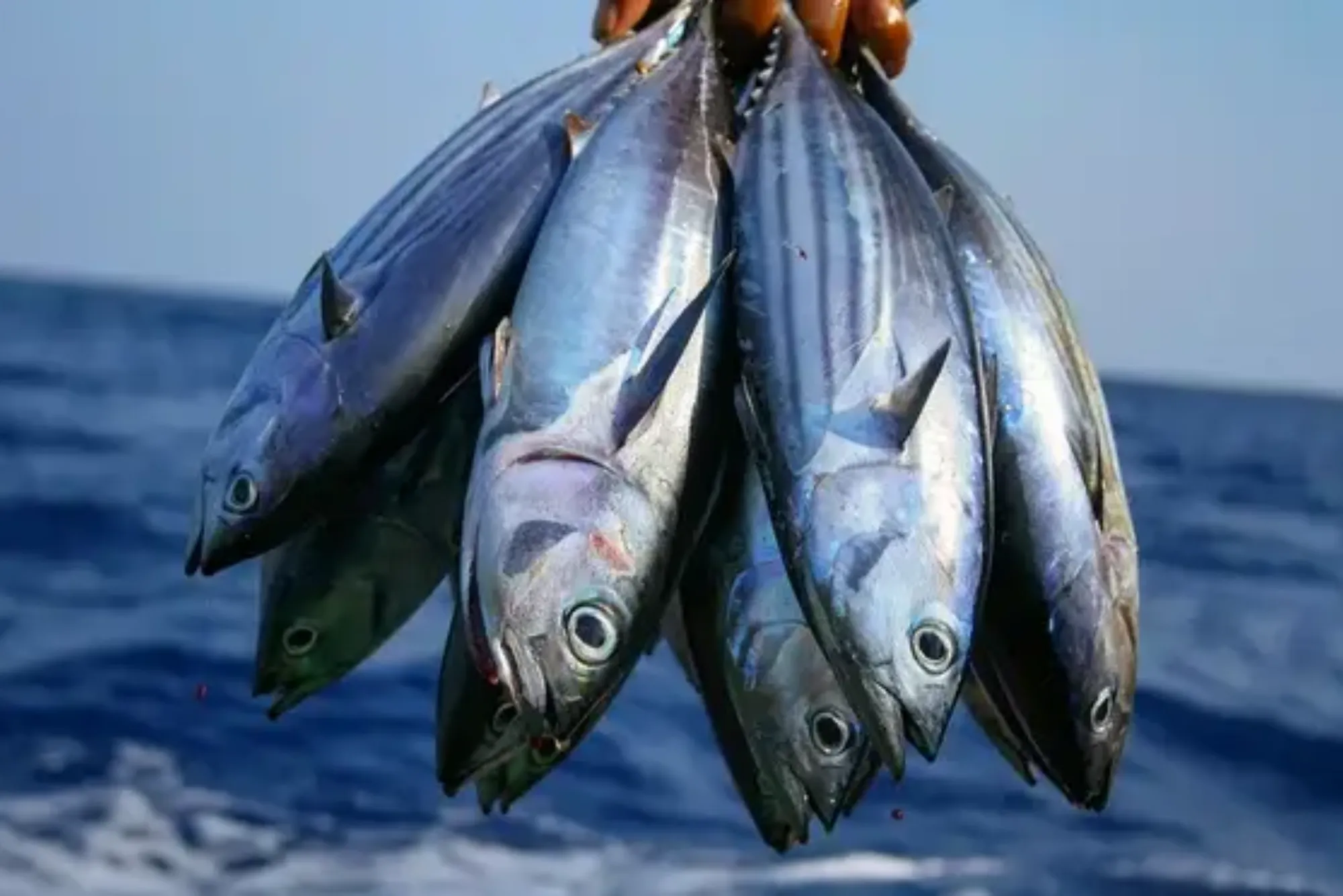 How It Works: Order Tuna Fish Online in Dubai Easily