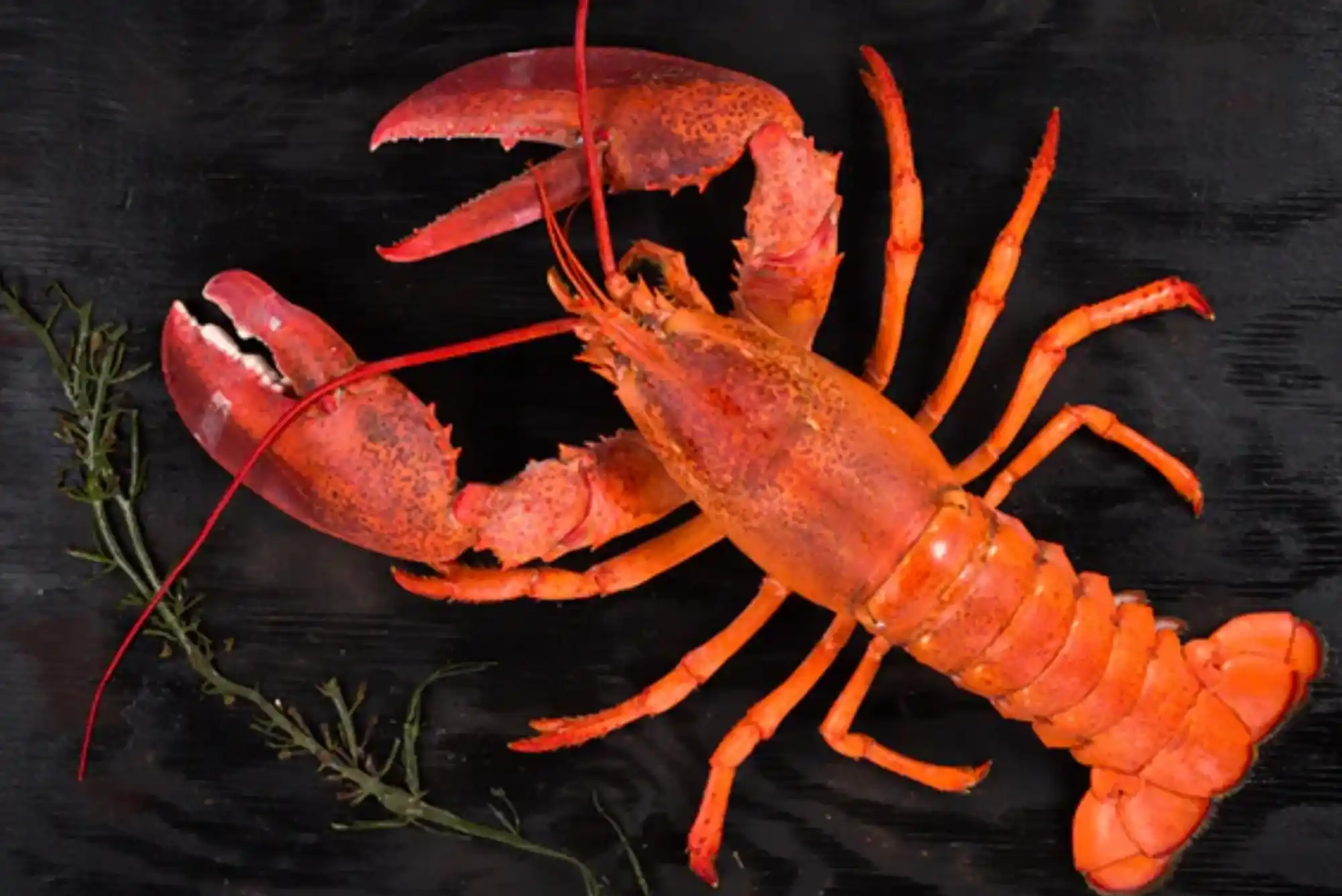 Most Popular & Industry Insights for Lobster in Dubai | United Fish