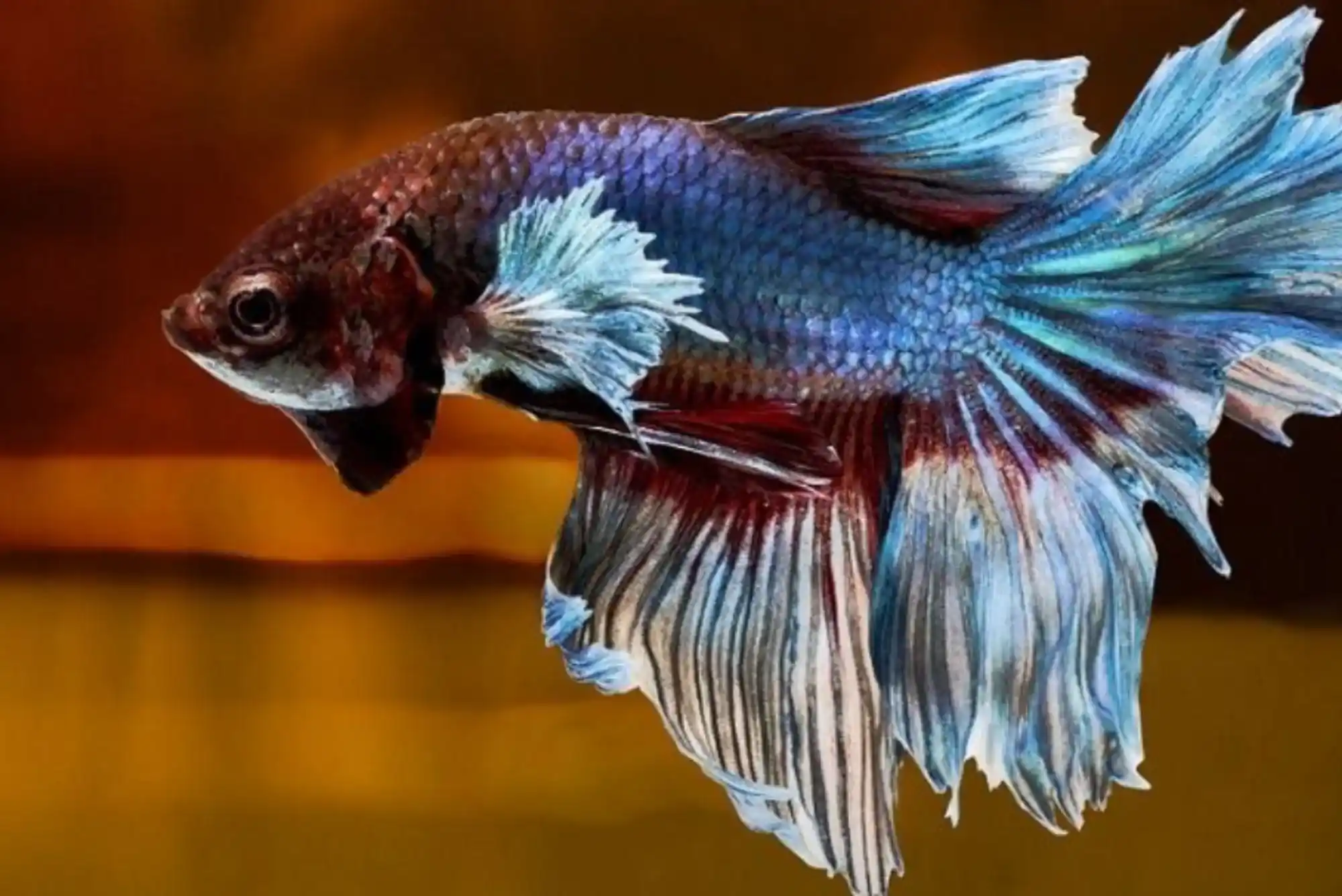 Best Time of Year to Enjoy Seasonal Betta Fish Dubai