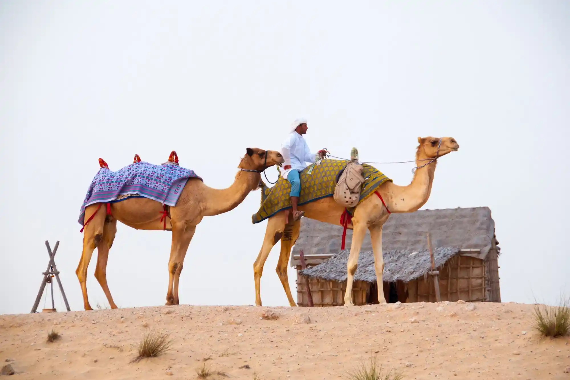 Which Dubai Safari Adventure is Right for You